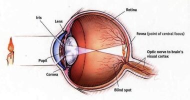eye