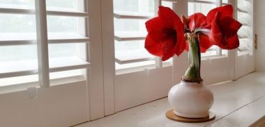 houseplants / aHUS News / Photo of a red waxed amaryllis flower on a windowsill.