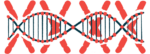An image of the double helix is superimposed over a set of chromosomes.